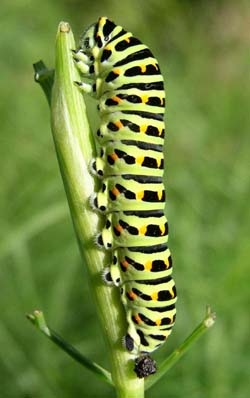 Chenille du Machaon (Papilio machaon) &copy; Gilles Bentz / LPO
